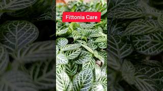 Fittonia Care  fittoniaplant fittonia gardening plants [upl. by Fasa]