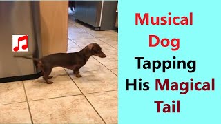 shorts Cute Dachshund Musical Dog Tapping His Magical Tail To Play A Funky Beat On A Trash Bin [upl. by Acirderf]