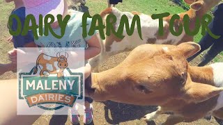 MALENY DAIRIES TOUR [upl. by Fara33]