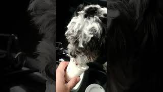 shihpoos first pup cup shihpoopuppy puppy pets cute doglover [upl. by Neyu]