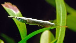 Halfbeak Tetra Care And Feed In Tamil [upl. by Enilrad]