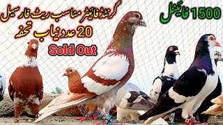 20 Rangen Fighters Pigeons ForSale  03046256868 Munasib Rate Ma Ramadan Offer  Pigeon Available [upl. by Jamel]