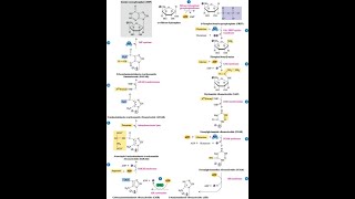 Steps in the pathway for Inosine Monophosphate IMP [upl. by Noskcaj]