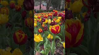 Tulip Festival has returned to Araluen Botanic Park [upl. by Nilcaj]