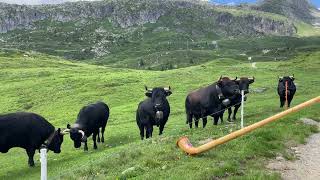 EringerKühe mögen auch Naturtöne auf der Bettmeralp im Juli 2024 [upl. by Derwood]