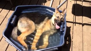 German Shepherd Dog Lazy Summer Afternoon Bath [upl. by Charmane]