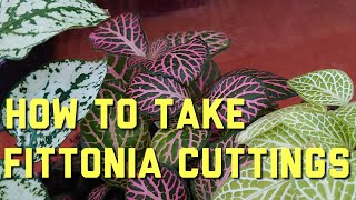 How to Take Fittonia Cuttings [upl. by Hannis]