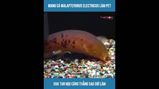 Mang Cá Malapterurus Electricus Làm Pet Xua Tan Mọi Căng Thẳng Sau Giờ Làm [upl. by Wurtz344]