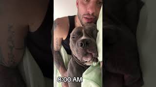 Mino è troppo un dormiglione😂🤪😍❤️ anche i vostri  🤔😛 dog pitbull americanbully funny [upl. by Valiant]