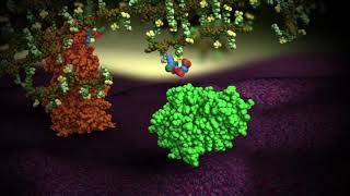 Penicillin and Beta lactam Antibiotics  Mechanism of Action and Resistance  Antibacterial spectrum [upl. by Ardnik]