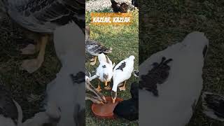 Kaz Yavrularının Son Hali  kaz kaz köyhayatı animals shortvideo [upl. by Trumaine]