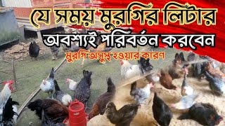 যে সময় মুরগির লিটার পরিস্কার না করলে সমস্যা হবে murgipalon [upl. by Kliber]