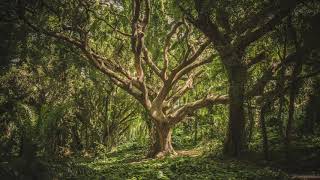 Hawaiian Forest Coqui Frogs  10 Hour Audio [upl. by Ursal]