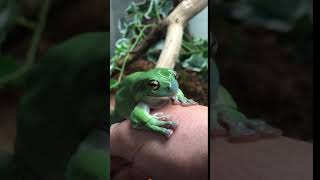 Green Tree Frog Yawning [upl. by Preston]