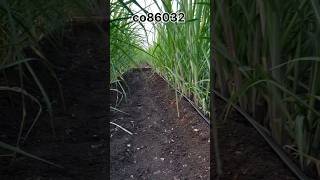 C86032 आणि 8005 ऊस लागवड प्लॉट खत नियोजन agriculture sugarcane fertilizer agri shetkari sheti [upl. by Alethea]