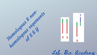 Homologous and nonhomologous segments of X and Y [upl. by Yentruok834]