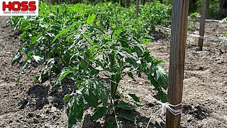 The EASIEST amp STRONGEST Method for Stringing amp Trellising Tomatoes [upl. by Uok]