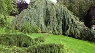 Cedrus atlantica Glauca Pendula [upl. by Naquin599]