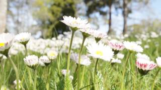 Tusensköna Bellis perennis [upl. by Chassin323]