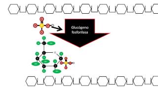 Glucogenólisis  Degradación del glucógeno [upl. by Chladek]