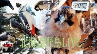 北海道野鳥LIVE ～‘Hokkaido bird watching LIVE～202401302 [upl. by Sankaran]