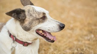 The Majestic Beauty of Australian Cattle Dogs [upl. by Leuqram]