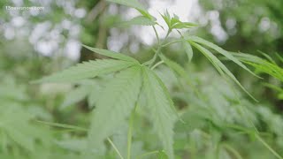 Seed To Sale Part 2 Hemp is dead in Virginia Cannabis is dead in Virginia [upl. by Asilem]