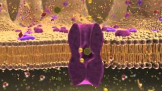 Biology 1 Lecture 7 Cellular Membranes [upl. by Iinden]