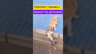 Bu turuncu kedi durdurulamaz [upl. by Sonitnatsnoc448]