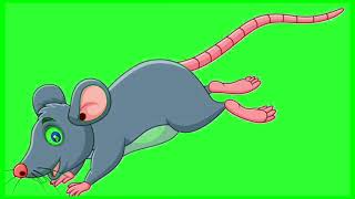 mouse or rat eating cheese green screen video for Youtubers copyright free [upl. by Grae]