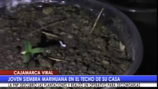 Encuentran plantones de marihuana en azotea [upl. by Wahs]