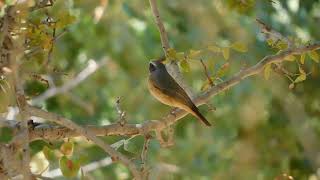 חכלילית עצים ועוד Redstart [upl. by Tebor619]