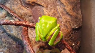 Giant waxy bicolor monkey tree frogs and their habitat set up care information [upl. by Annaer237]