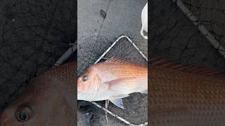 Snapper fishing🎣15 september 2024 portphillipbay snapperfishing melbourne shorts [upl. by Sonya496]