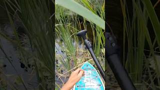 STUCK IN CATTAILS ON THE BOTE PADDLE BOARDshorts subscribe adventure paddle florida nature [upl. by Nwahsirhc]