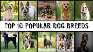 Top 10 Most Popular Dog Breeds [upl. by Kirenoj]