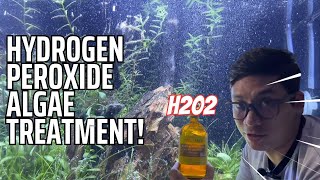 H2O2 Treatment  Betta Tank Algae Chemical Treatment Update [upl. by Henrion]