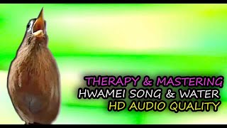 Hwamei Singing Garrulax canorus HD Audio for Therapy amp Bird Mastering [upl. by Ambrosi]