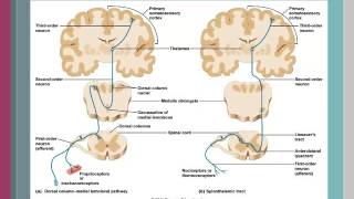 Spinal Cord Localization V2 [upl. by Almond]