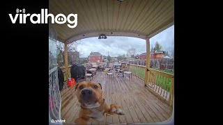 Smart Puppy Rings Doorbell  ViralHog [upl. by Aerdnaid]