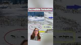 Biologist Debunks Viral Wolf Pack Video shorts [upl. by Tnomad]