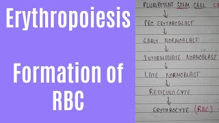 Erythropoiesis process and erythropoiesis location  formation of RBC [upl. by Koziara]