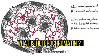 Heterochromatin TypesDifferences Constitutive and Facultative Heterochromatin [upl. by Sou649]