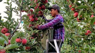 Los 3 costos mas importantes en la exportación de frutas y hortalizas [upl. by Lorenzo370]