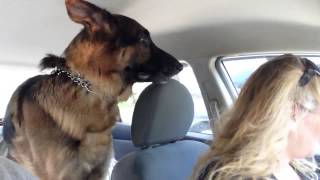 German Shepherd suddenly realizes he is at the vet [upl. by Zorine]