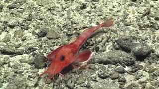 Deepwater Exploration 2016 Deepwater Exploration of the Marianas [upl. by Enelehs]