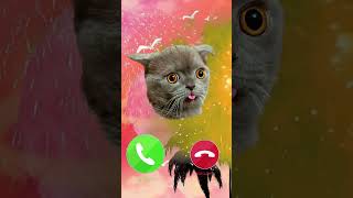 Cat Apple ringtone iPhone short Phone Cat Ringtone iPhone 15 pro max iphone Phone [upl. by Edrock537]