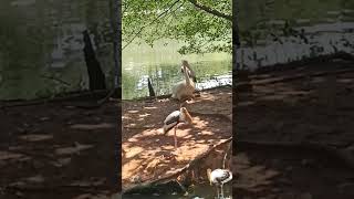 Flamingo bird in zoo negara Malaysia [upl. by Audras]