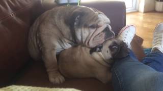 Bulldog Sleeps on Pug [upl. by Aitercul415]