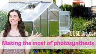 Making the Most of Photosynthesis  GCSE Biology [upl. by Ardine563]